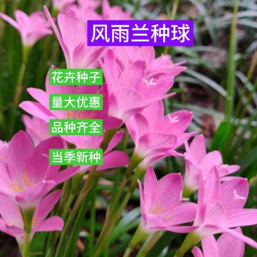 风雨兰种球 葱兰花苗石蒜重瓣韭兰四季庭院花坛花卉绿植盆栽种子