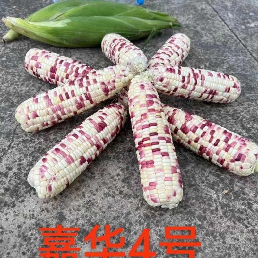 夏邑县嘉华4号彩甜糯玉米种子，矮杆大棒，小花皮薄口感好