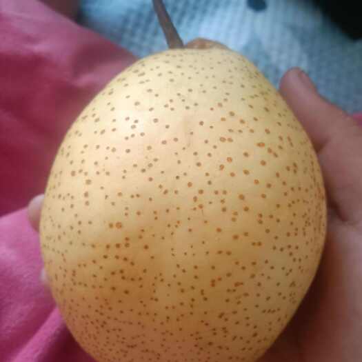 魏县魏县大鸭梨，