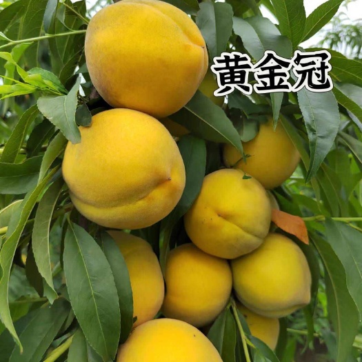 砀山县黄金冠桃苗