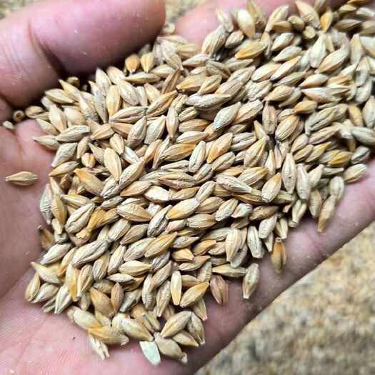天津俄罗斯大麦批发一手货源对接工厂贸易商长期合作