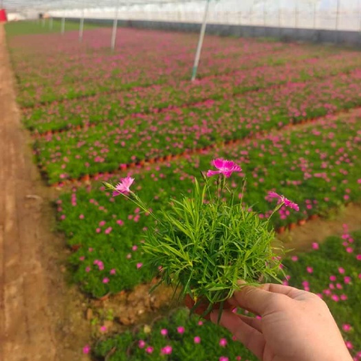 青州市欧石竹 杯苗 双色盆欧石竹宿根地被时令草花种植基地