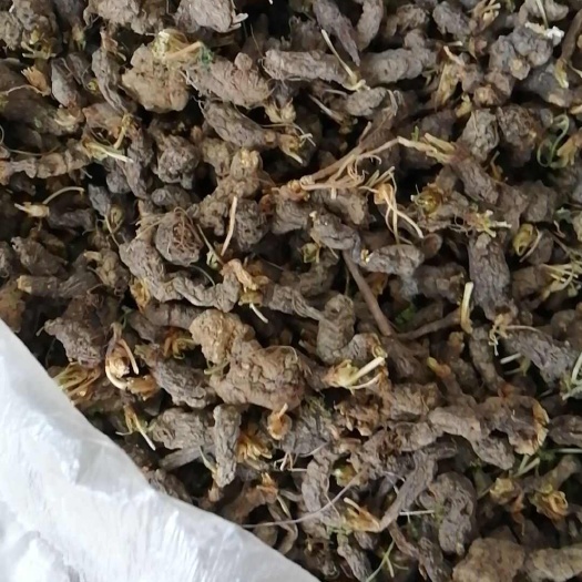 天葵子
