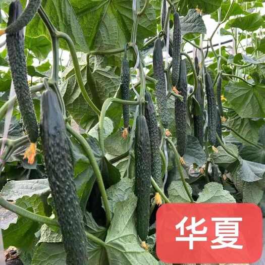 夏邑县驰誉华夏密刺黄瓜种子，越夏品种，耐热性好，瓜码密，短把油绿