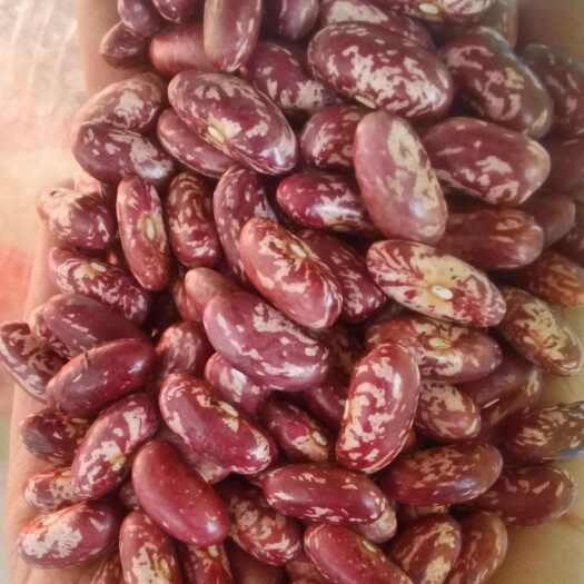 临沂紫花芸豆批发 东北花芸豆25kg