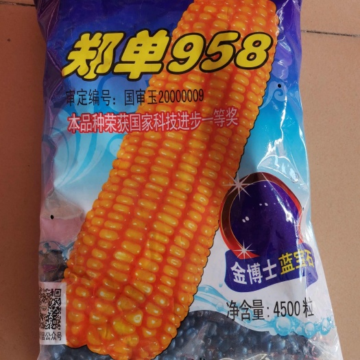 济南金博士郑单958玉米种白轴大棒  三系制种 产量高 抗倒