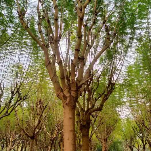 乐山18公分蓝花楹