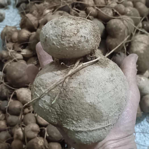 麻城市土栾儿   洋芋