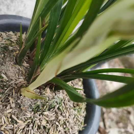 都江堰市春剑兰花