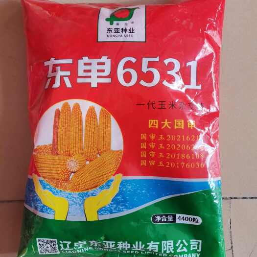济南东单6531   四大国审   红轴 大棒 抗倒 产量高
