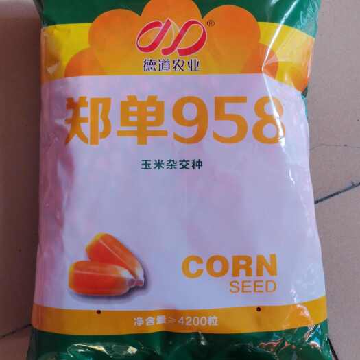 济南郑单958白轴大棒玉米种  三系制种 产量高 抗病好