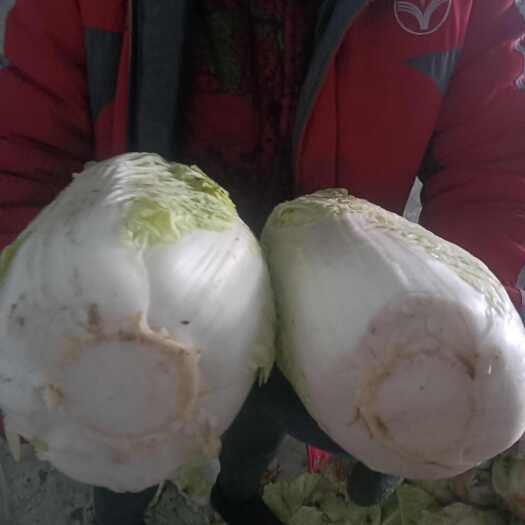 左云县白菜