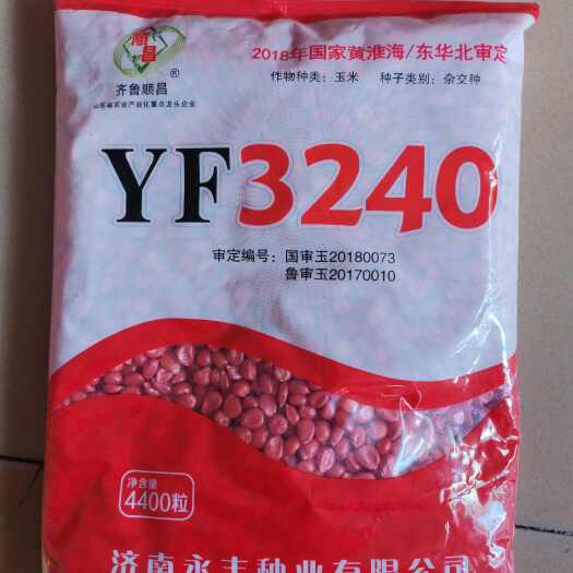 济南YF3240国审玉米种 红轴大棒  产量高 抗倒 抗病好