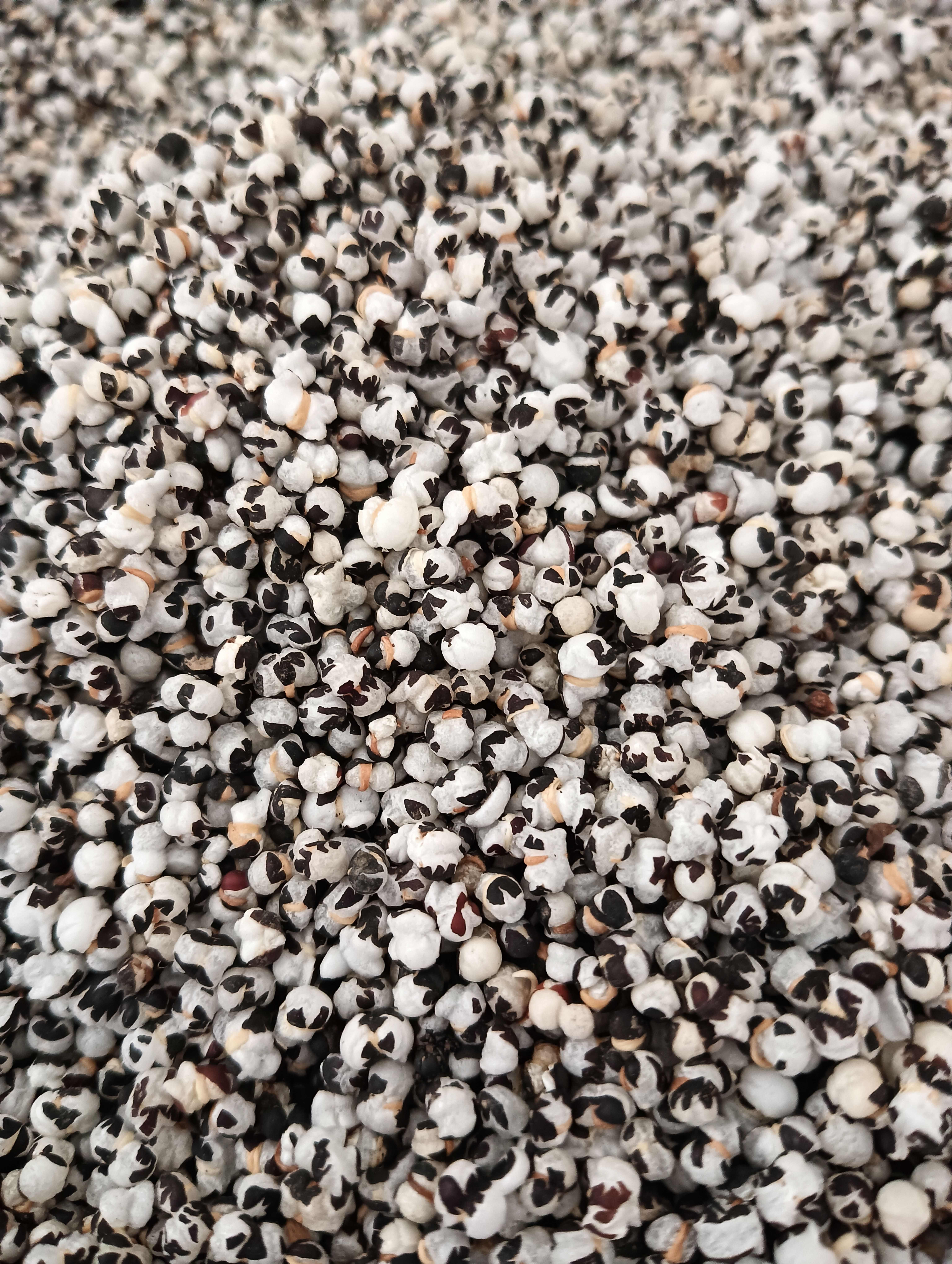 【热卖新品】王不留行 王不留 现货供应 药材批发 量大优惠