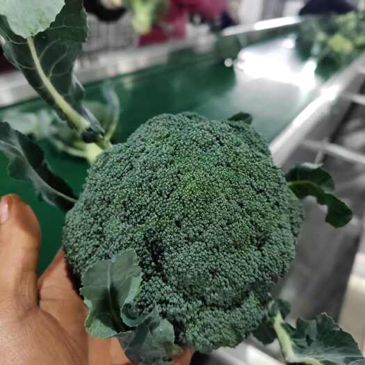 美青西兰花