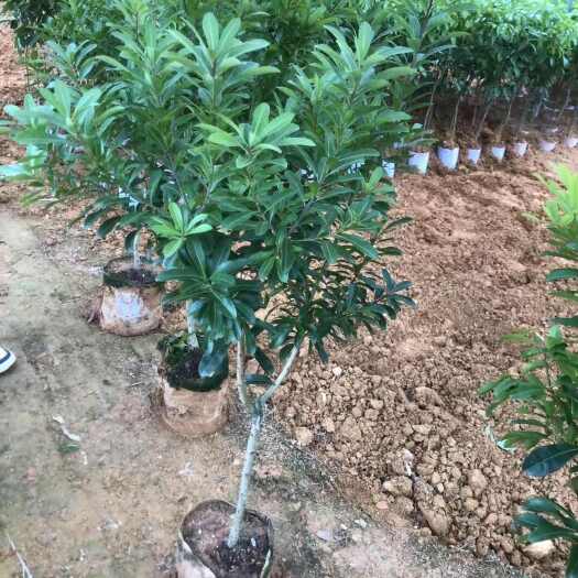 灵山县杨梅苗