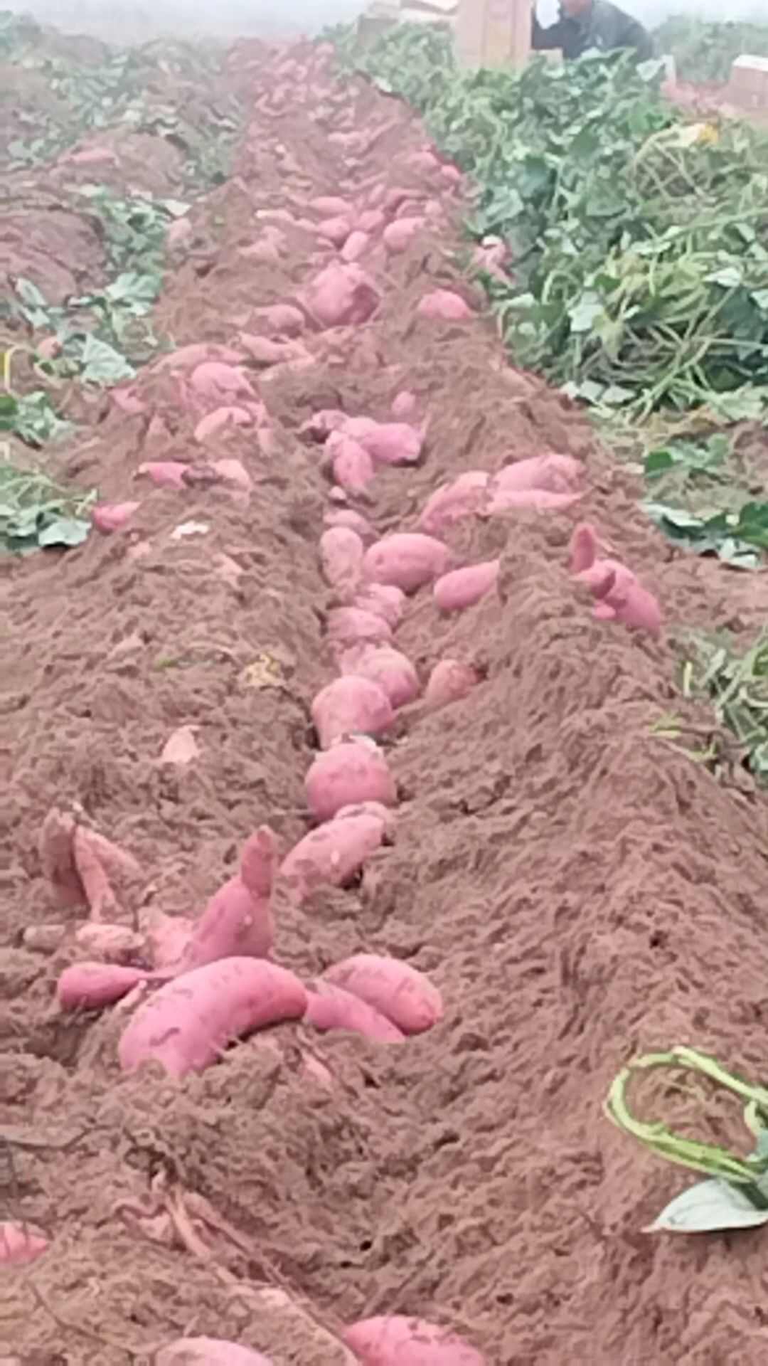 板栗薯