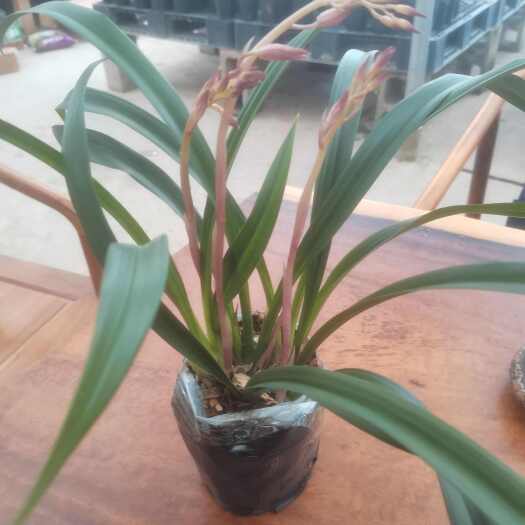 南靖县浓香型兰花苗盆栽室内阳台绿植好养易活常青名贵花卉兰墨兰报岁兰
