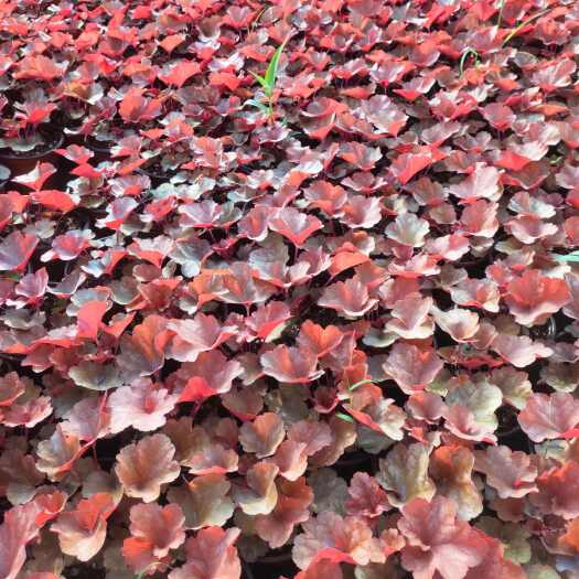 青州市多色矾根 花境用矾根 绿化用矾根 矾根种植基地矾根价格 矾根