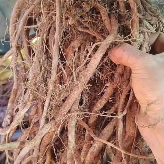 华宁县大伸筋草