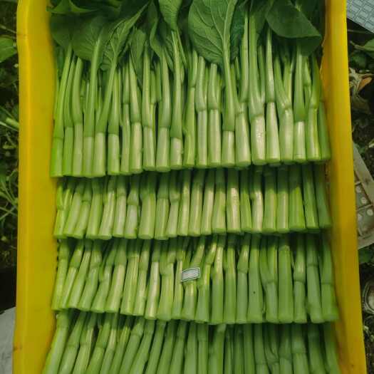 上海广东菜心，绿色蔬菜，口感上佳