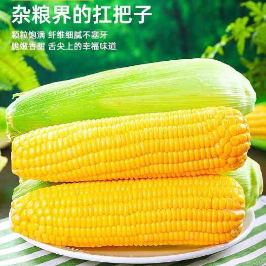 彭州市四川水果玉米爆浆水果玉米新鲜黄甜玉米新鲜蔬菜现采现发
