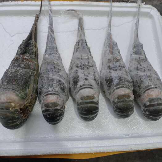 小青龙，全规格