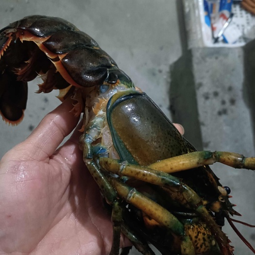 成都波龙1斤一1斤半