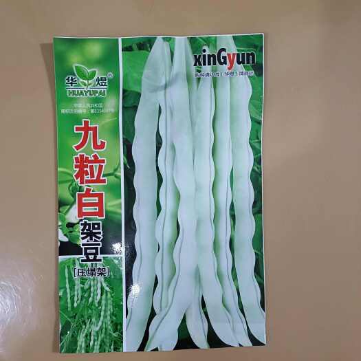 九粒白蕓豆種子白不老豆角種子四季菜種子老來(lái)少豆籽早熟