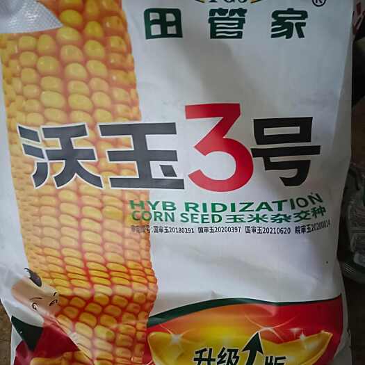 郑州沃玉3号玉米种子国审正品红轴大棒玉米种子