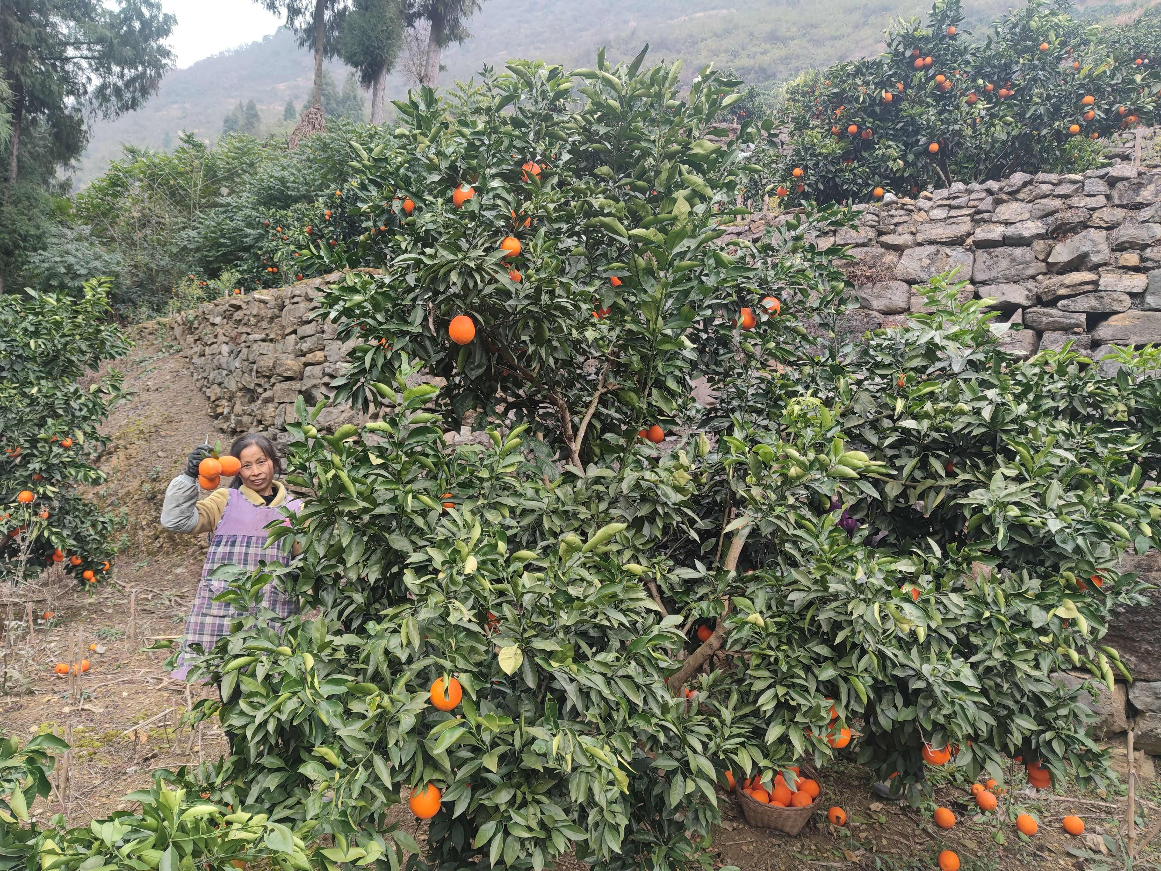 马蹄峰岩甜橙