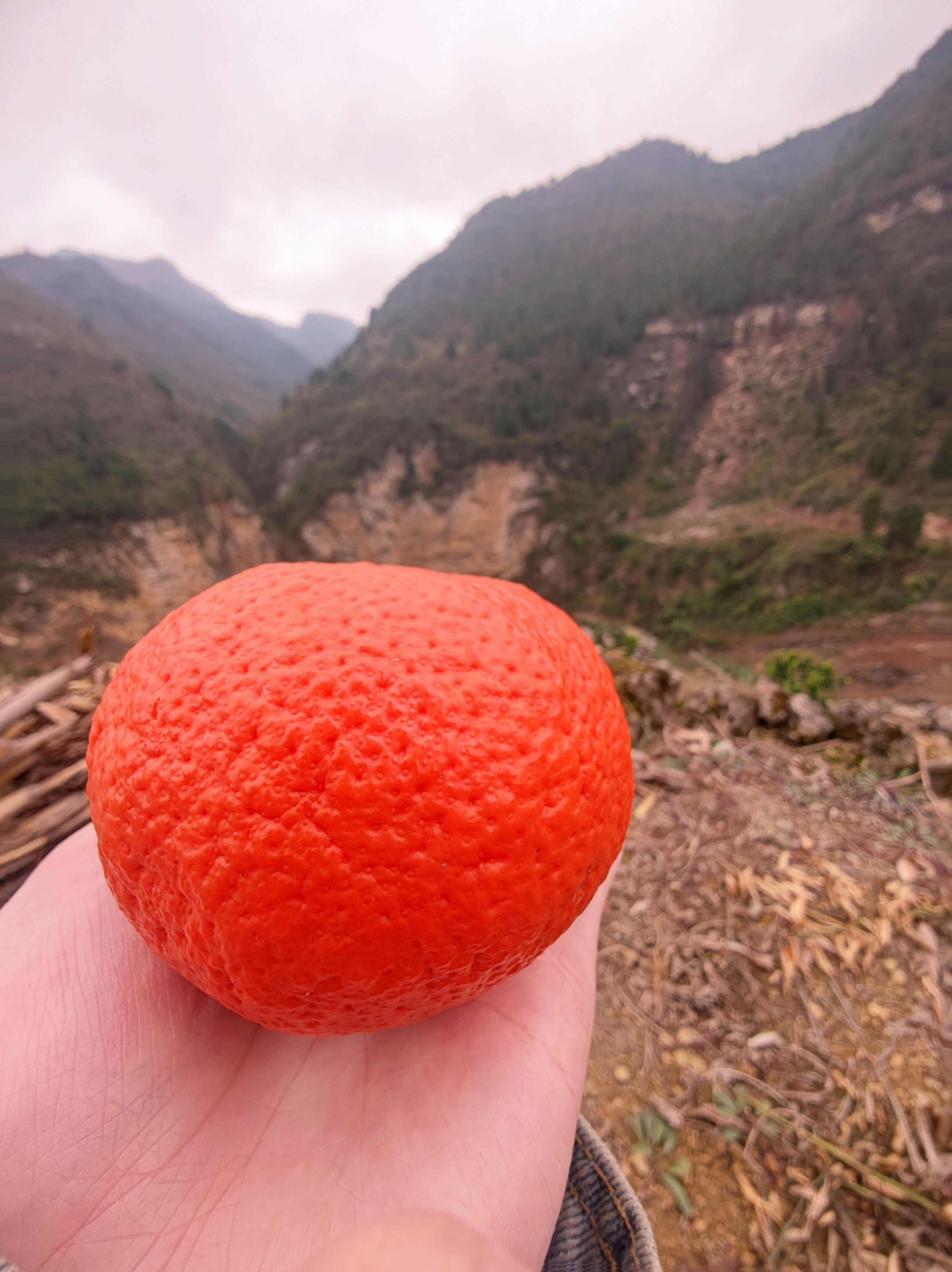 马蹄峰岩甜橙