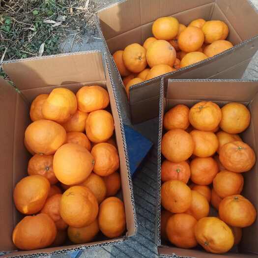 明日见柑橘皇后来自四川雅安汉源县，阳光明媚充足，果子又大又甜