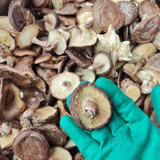 梧州广西特产薄菇香信菇 超香实图