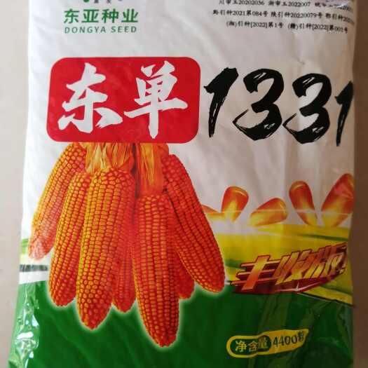 延津县东单1331玉米种