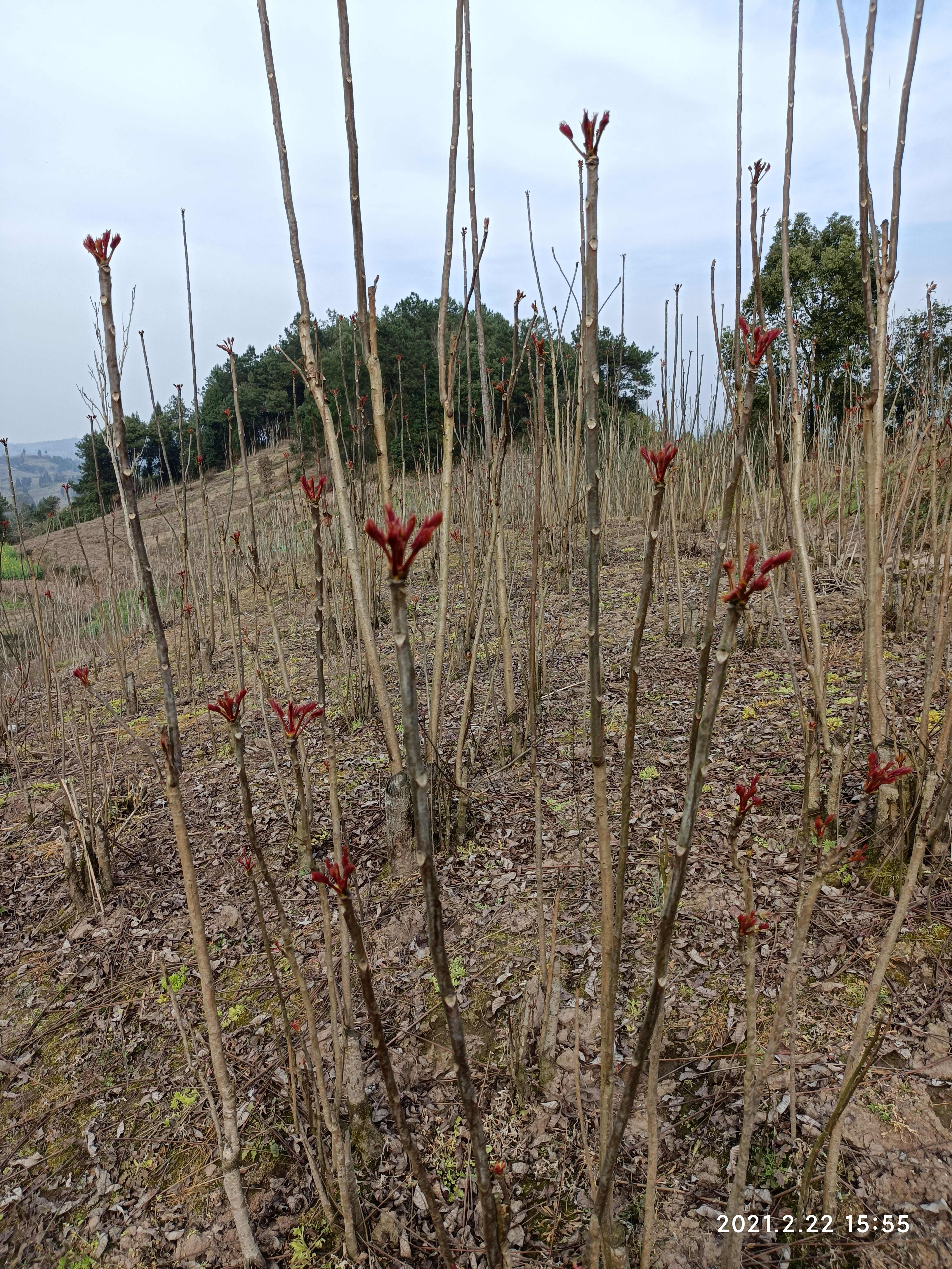 香椿芽 红油香椿芽