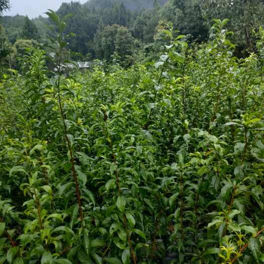 苍溪县嫁接峰唐李苗