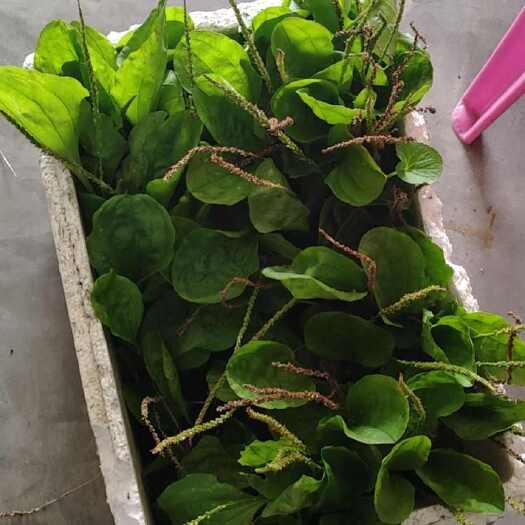 揭阳车前草，新鲜还在地里面