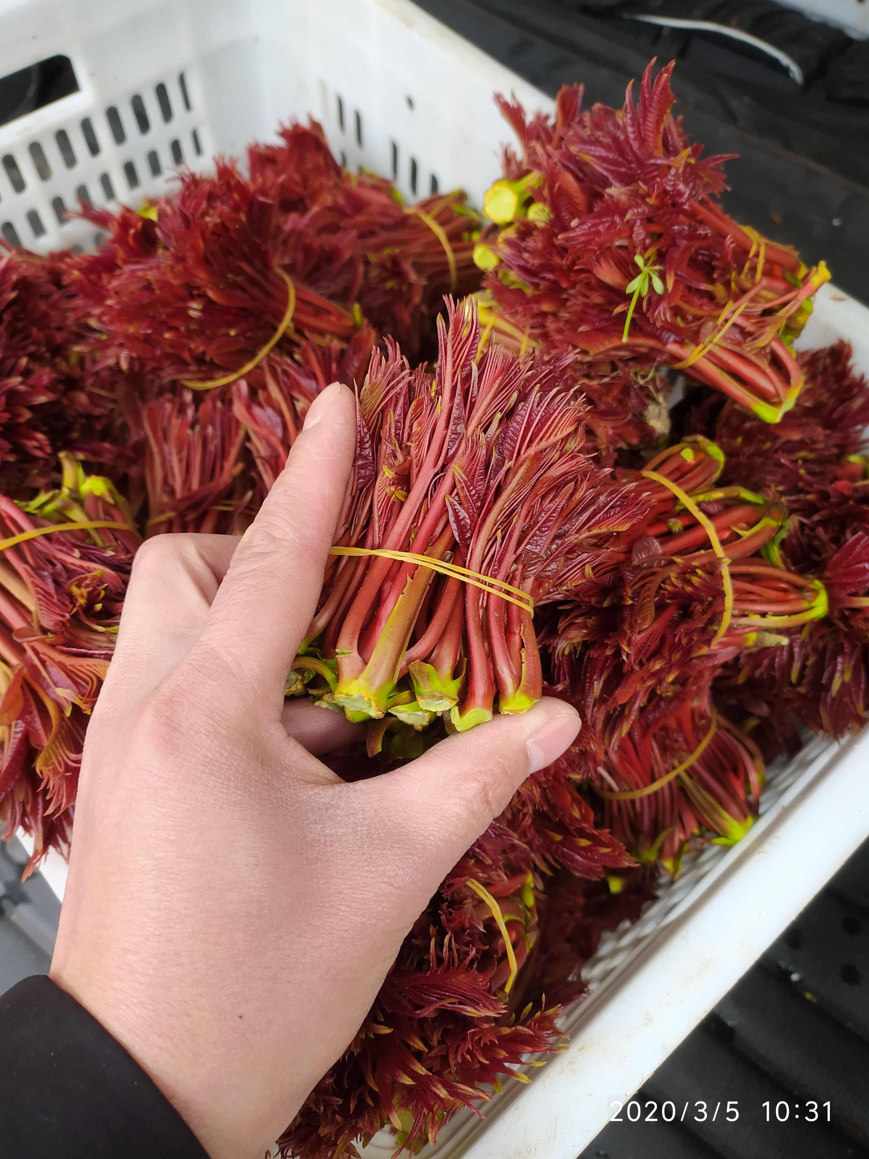 香椿芽 红油香椿芽