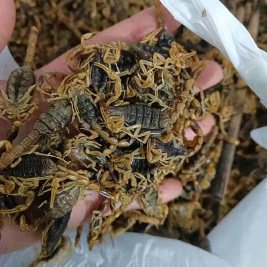 南召县蝎子干蝎非人工养殖可入药产地河南全蝎多种规格批发