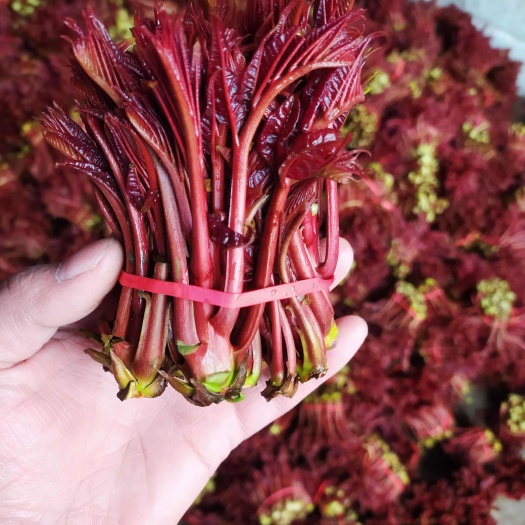 大竹县香椿芽 红油香椿芽