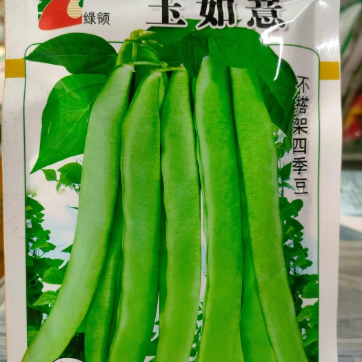 湘乡市无架无筋四季豆种子 不搭架四季豆种子 荚嫩扁圆形早熟50克