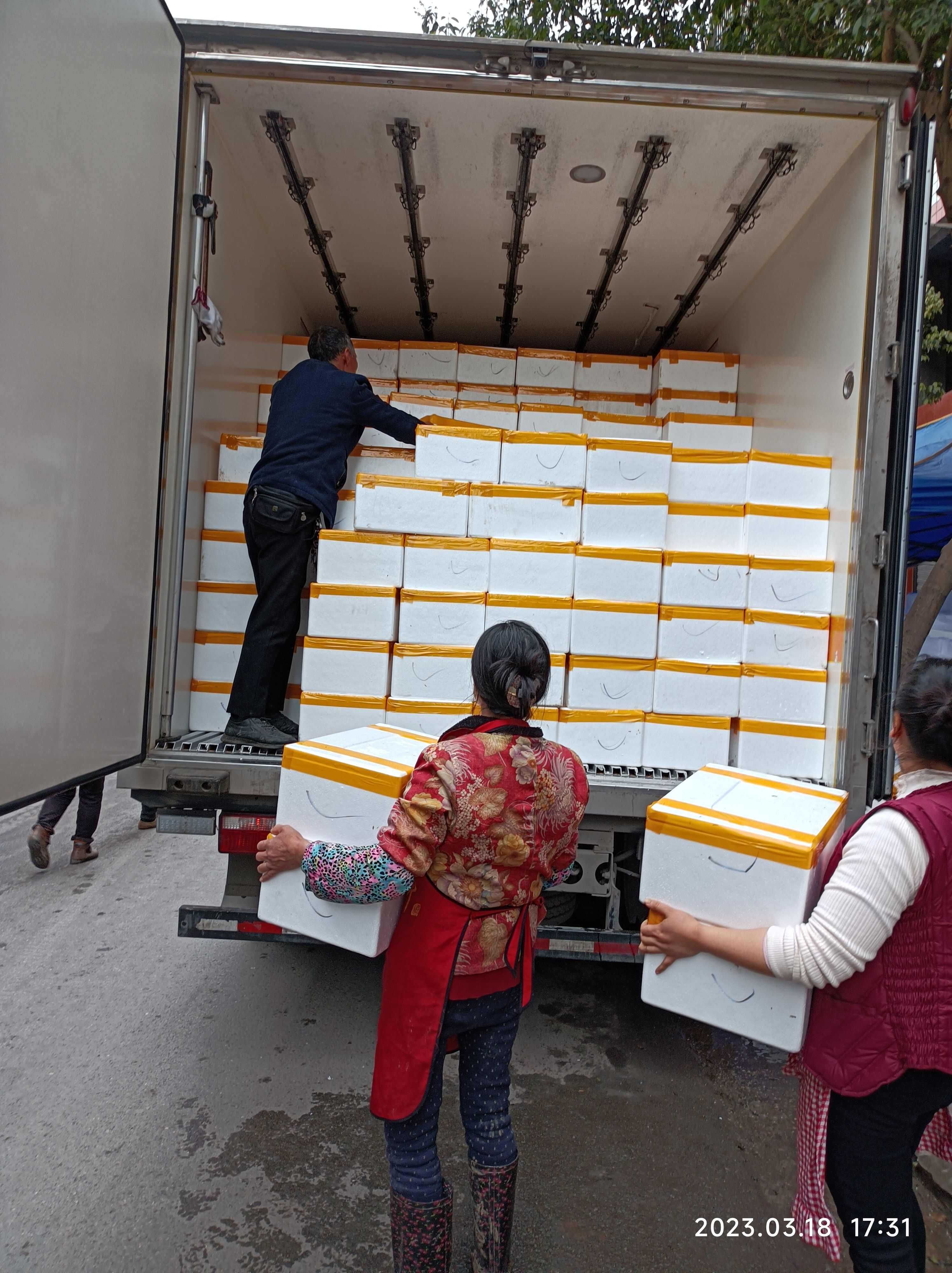 香椿芽 红油香椿芽