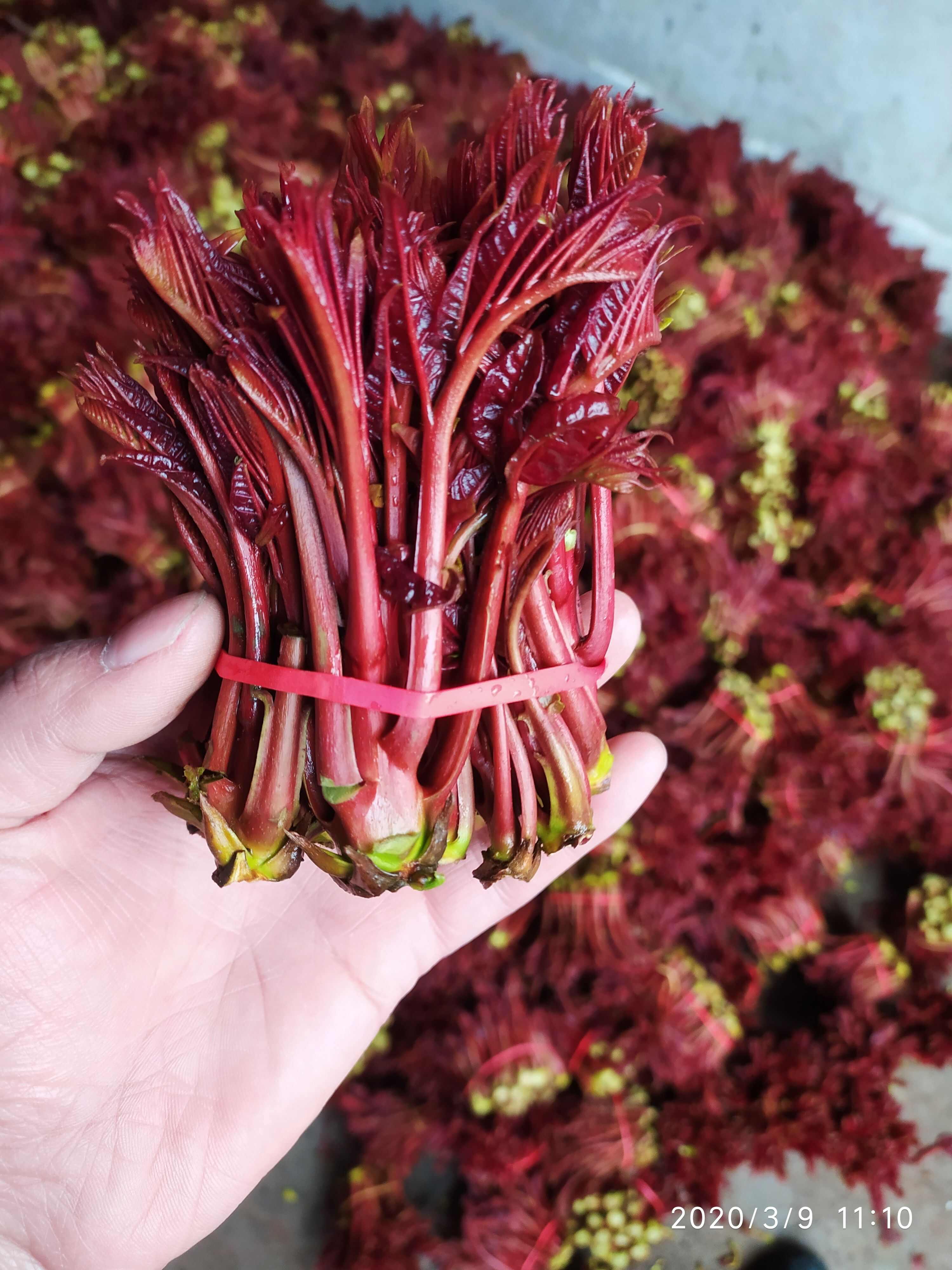 香椿芽 红油香椿芽