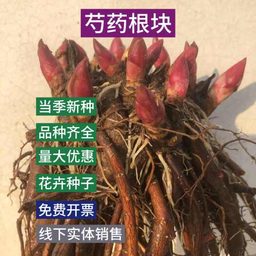 苏州芍药根块芍药种子芍药花苗四季开花耐寒芍药老根庭院阳台景观花卉