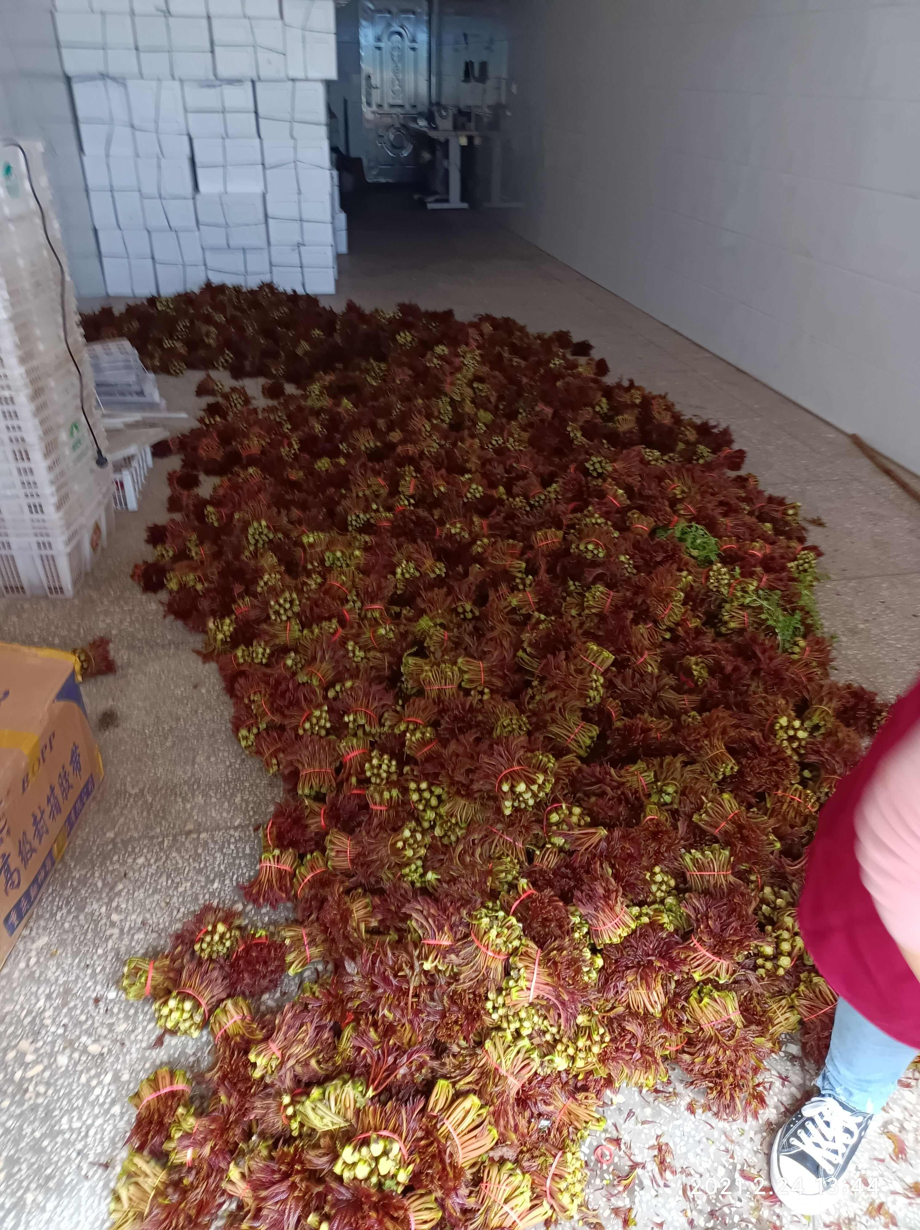 香椿芽 红油香椿芽