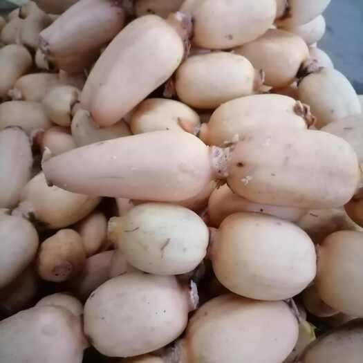 莲藕