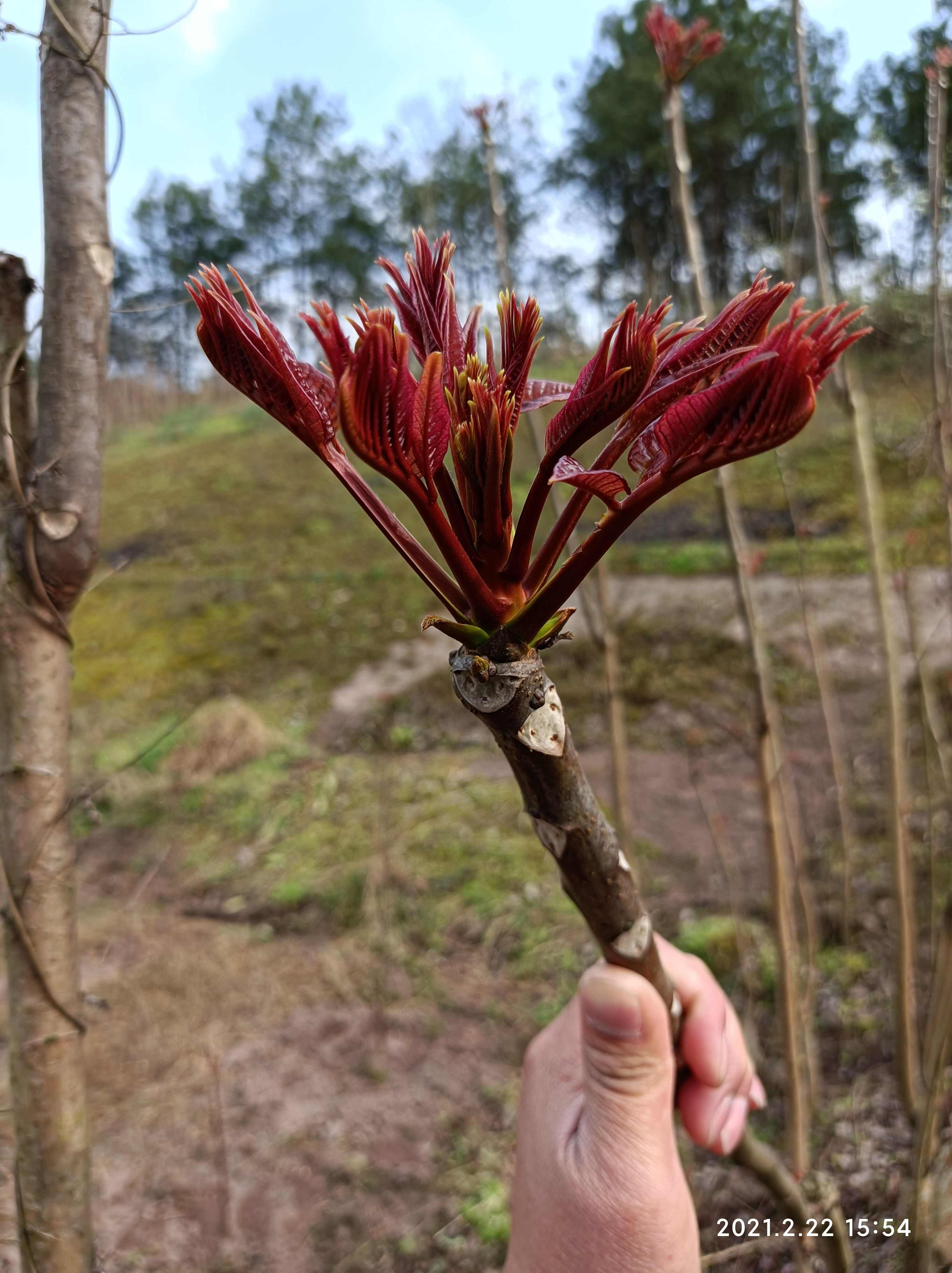 香椿芽 红油香椿芽