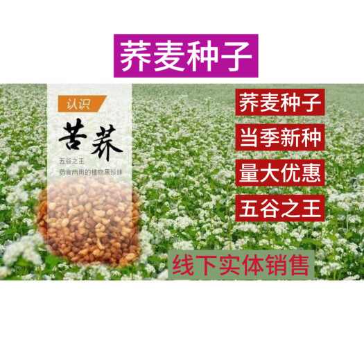 苏州荞麦种子 苦荞麦种子 苦荞供应 苦荞麦 荞麦优质杂粮种子