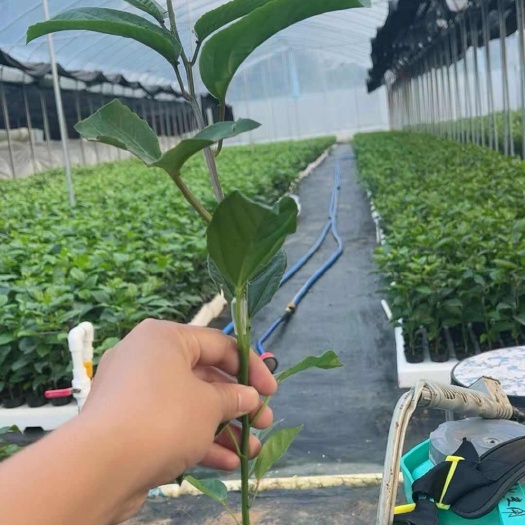 灵山县钦蜜九号黄金百香果苗，服务好每位种植户